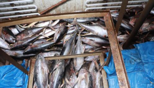 海南三沙海警局查獲非法捕撈漁獲物320000余斤